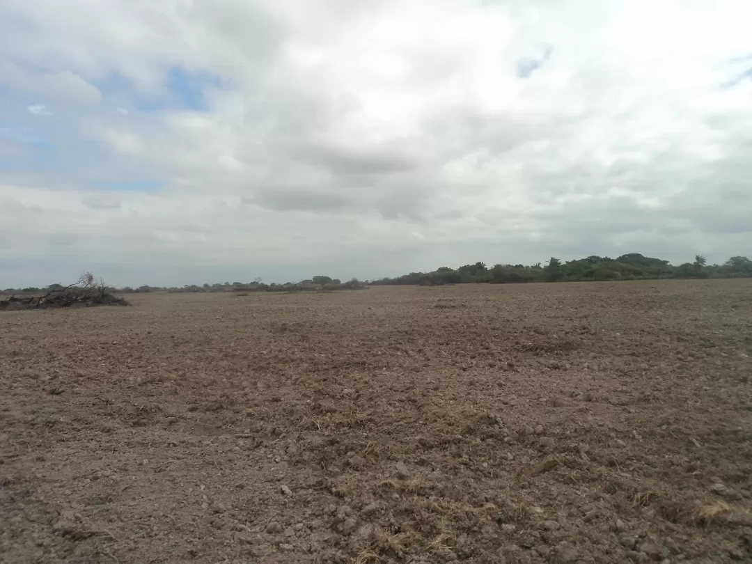 Este sector de sabana el año anterior tuvo la peor sequía que se ha vivido en años.